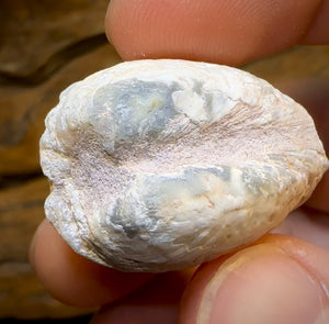 54.8cts - Opalised Fossil Shell Specimen from South Australia - Opal Whisperers