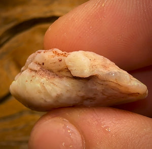 33.1cts - Opalised Shell Rare Geological Specimen from South Australia