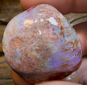 106.5cts - Opalised Shell Rare Geological Specimen from South Australia - Opal Whisperers