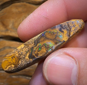 35.6cts - “Tree Segments” Yowah Opal Fossil Wood Replacement