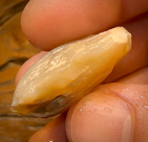 57.6cts - Opalised Shell Rare Geological Specimen from Lightning Ridge
