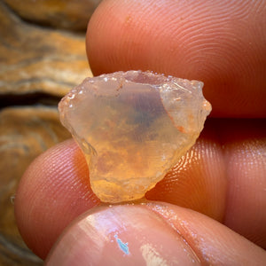 Bargain Card! 11.2cts - Opalised Shell Geological Specimen from South Australia