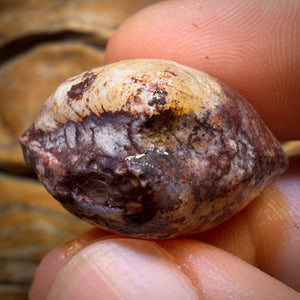 46.8cts - Opalised Shell Geological Specimen from South Australia. Featured on ‘Outback Opal Hunters’!