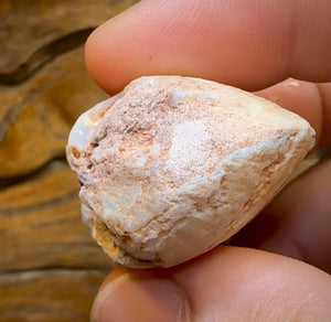 84.4cts - Opalised Fossil Shell Specimen from South Australia - Opal Whisperers