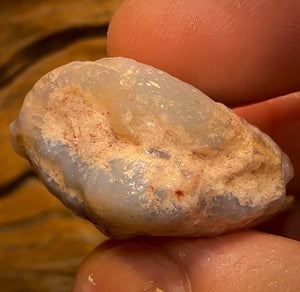 55.1cts - Opalised Shell Rare Geological Specimen from South Australia Great Complete Shape