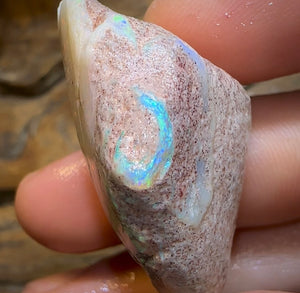 65.3cts - Opalised Shell Rare Geological Specimen from South Australia - Opal Whisperers