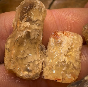 59.8cts - 5x Opalised Fossil Geological Specimens from Lightning Ridge