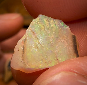 72.8cts - 5x Opalised Shell Geological Specimens from Lightning Ridge