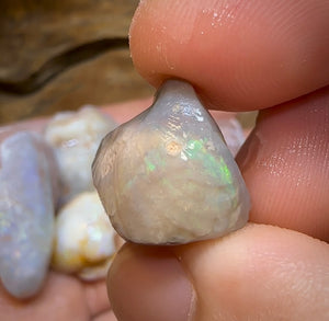 155.2cts - 5x Opalised Shell Geological Specimens from South Australia - Opal Whisperers