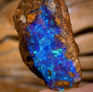 11.8cts - Queensland Boulder Seam Opal Rough Piece