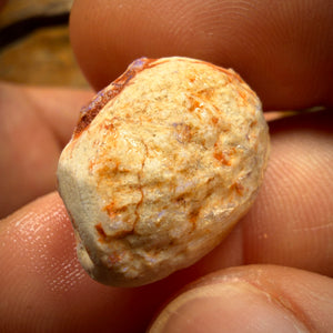 114.8cts - 4x Opalised Fossil Shell Specimens. Featured on ‘Outback Opal Hunters’!