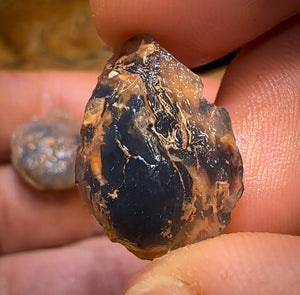 44.1cts - 3x Opalised Shell Geological Specimens from Lightning Ridge