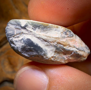 42.8cts - Opalised Shell Rare Geological Rough Specimen from Lightning Ridge