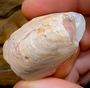 81.6cts - Opalised Fossil Mussel Shell Specimen from South Australia - Opal Whisperers