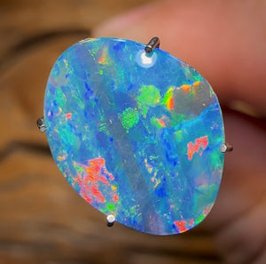 2.5cts - Australian Boulder Opal Doublet from Super Rare Old School Fossil Pipì Shell - Opal Whisperers