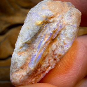 55.1cts - Opalised Shell Rare Geological Rough Specimen from Lightning Ridge