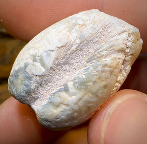 54.8cts - Opalised Fossil Shell Specimen from South Australia - Opal Whisperers