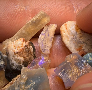 🔨 AUCTION 🔨 58.9cts - 12x Opalised Fossil Geological Specimens from Lightning Ridge