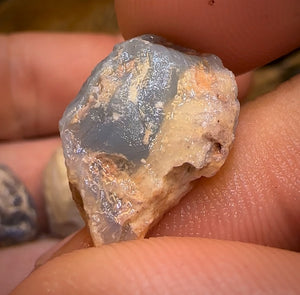 41.2cts - 4x Opalised Shell Geological Specimens from Lightning Ridge