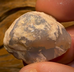 59.2cts - Opalised Shell Rare Geological Specimen from South Australia