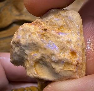 541.5cts - 7x Opalised Wood/Vegetation Fossil Rough Parcel from Yowah