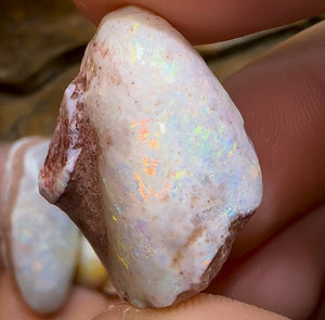 155.2cts - 5x Opalised Shell Geological Specimens from South Australia - Opal Whisperers