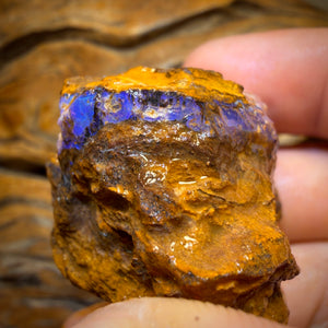 270.8cts - Opalised Wood/Vegetation Fossil Rough Piece from Yowah