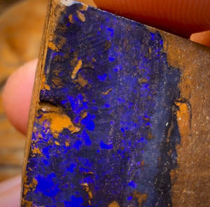 Wildcard! 98.1cts - Queensland Boulder Seam Opal Rough Specimen Piece