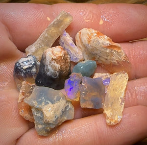 🔨 AUCTION 🔨 58.9cts - 12x Opalised Fossil Geological Specimens from Lightning Ridge