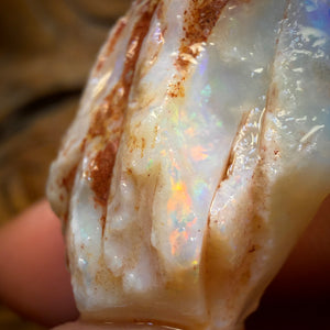 47.8cts - Opalised Shell Geological Specimen from South Australia