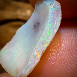 18,2 cts - 2 spécimens bruts géologiques de coquillages opalisés d'Australie du Sud