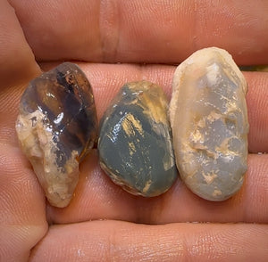 68.3cts - 3x Opalised Shell Geological Specimens from Lightning Ridge