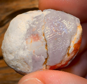 50.3cts - Opalised Shell Rare Geological Specimen from South Australia Great Preserved Shape