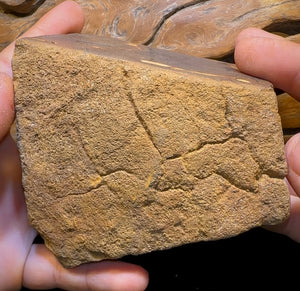 906g - Large Queensland Boulder Opal Rough Specimen from Winton - Opal Whisperers