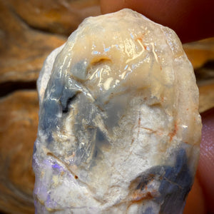 BARGAIN CARD! 75.5cts - Opalised Shell Geological Specimen from South Australia