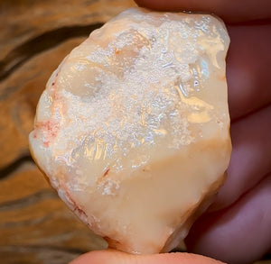 69.9cts - Opalised Shell Rare Geological Specimen from South Australia