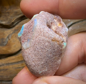 65.3cts - Opalised Shell Rare Geological Specimen from South Australia - Opal Whisperers