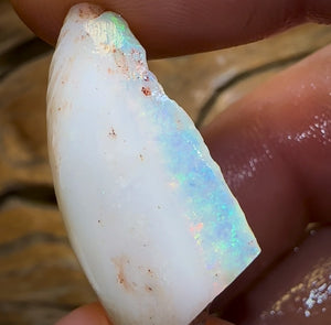 22.1cts - Opalised Shell Rare Geological Specimen from South Australia