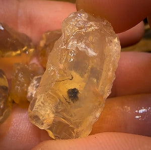 68.5cts - 6x Opalised Shell Geological Specimens from Lightning Ridge