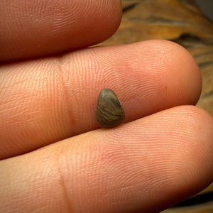 🔨 AUCTION 🔨 No Reserve 0.7cts - Australian Boulder Opal Doublet