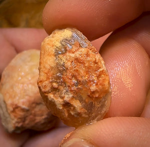 139.1cts - 3x Opalised Shell Geological Specimens from Lightning Ridge