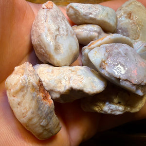 1 x South Australian Opalised Shell Fossil Specimens. BULK LISTING BARGAIN