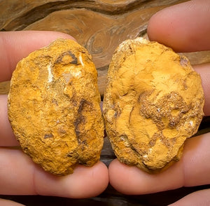 209.4cts - “Tribal Leaves” Yowah Nut Opal Polished Specimen Pair