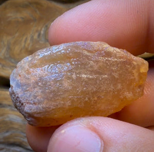 51.1cts - Opalised Shell Rare Geological Specimen from Lightning Ridge