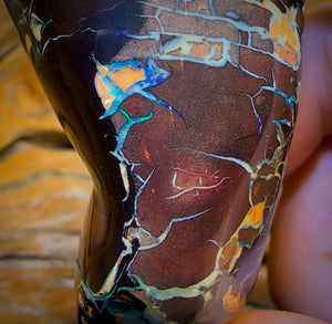 585.5cts - Tribal Koroit Nut Opal. Polished Specimen