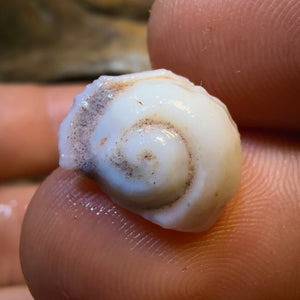 16.7cts - 3x RARE Natural Opalised Gastropod and Shell Fossils