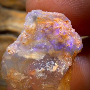 Bargain Card! 19.8cts - Opalised Shell Geological Specimen from South Australia