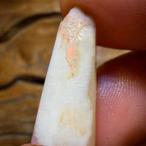 11.8cts - Opalised Belemnite Geological Specimen from South Australia