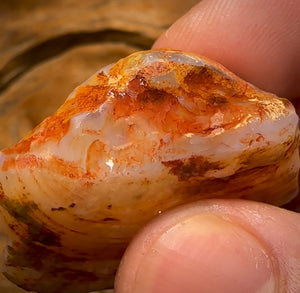 72.7cts - Opalised Shell Rare Geological Specimen from South Australia