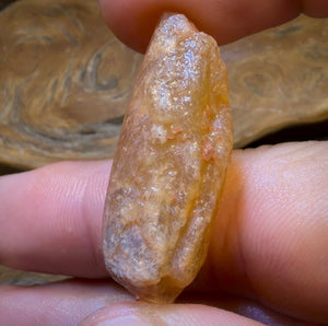 51.1cts - Opalised Shell Rare Geological Specimen from Lightning Ridge